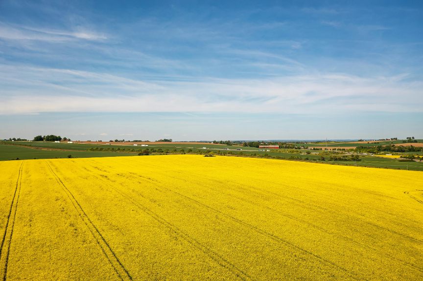 Blommande rapsfält under blå himmel i det skånska landskapet